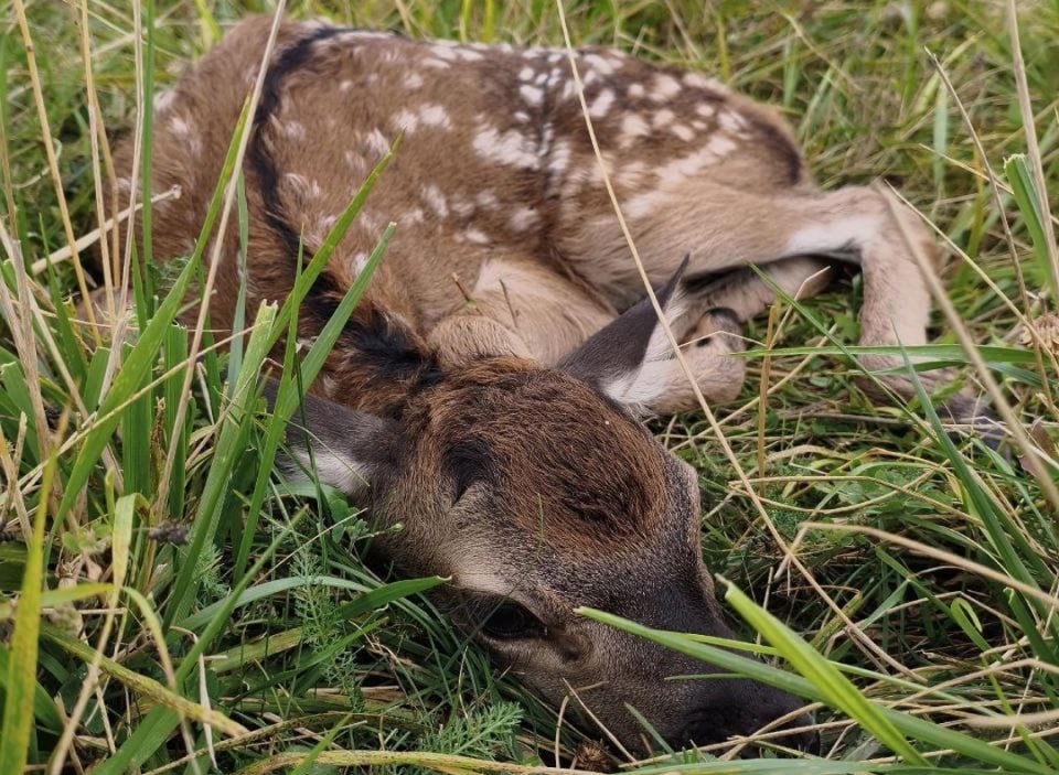 Саратовцы выбрали осеннее имя новорожденной оленихе из экопарка
